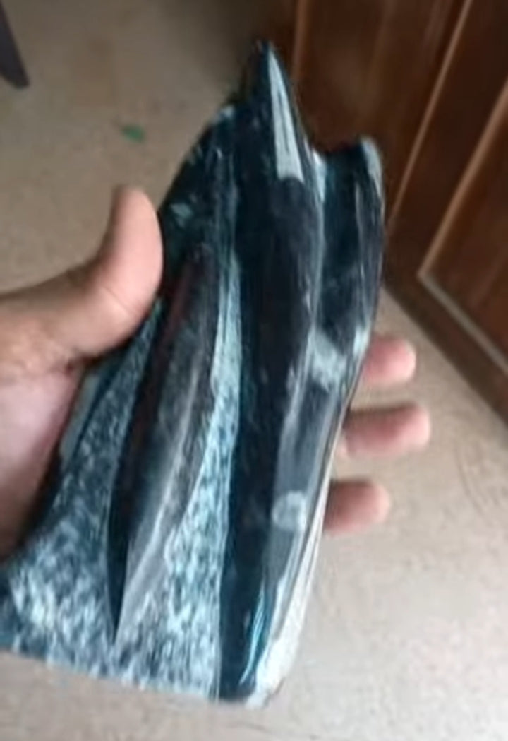 Orthoceras