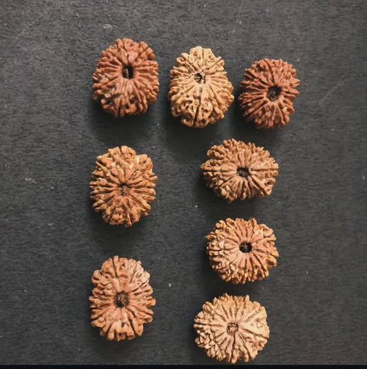 12 mukhi Rudraksha