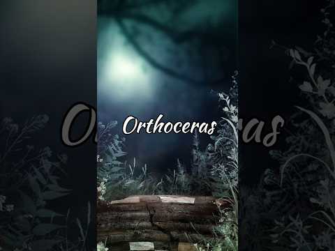 Orthoceras