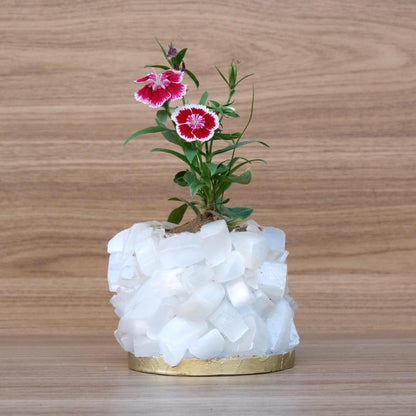 Crystal Garden Planter